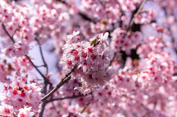 Belle floraison de fleurs roses de cerisier japonais