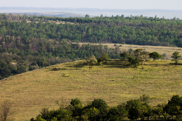 landscape with trees