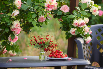 Delicious strawberries on a plate. Breakfast in the garden under a lovely french rose bush