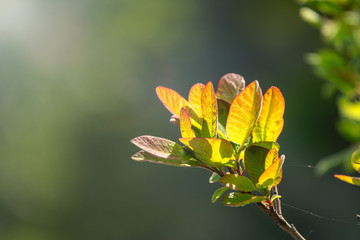 Young green leaves in the light of the setting sun. Spring Colors.
