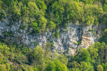 Rocky cliff in dense green forest. Spring colors in the mountain forest.