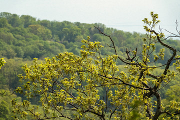 Branches with young green leaves against a green slope and sky.