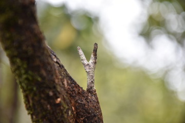 Zwille im Spinnennetz