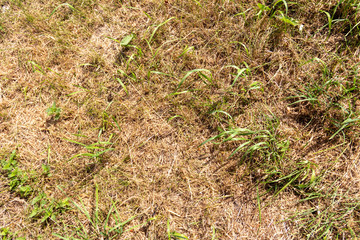 sandy road with fragments of bricks, stones, glass and grass