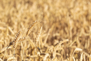 Close-Up of a Golden Wheat Field and Sunny Day. Background of Ripening Ears of Cereals Field