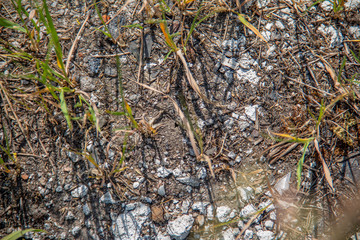 sandy road with fragments of bricks, stones, glass and grass