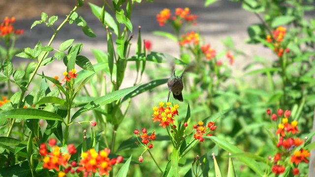 El colibr&iacute; se alimenta de las flores.