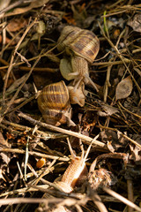 Helix pomatia, Roman - Burgundy snail, escargot, is a species of large, edible, air-breathing land snail, a gastropod terrestrial mollusc in the family Helicidae. Amorous courtship hermaphrodites.