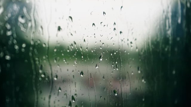 Rainy day. Strong wind and rain. Trees and plants. Nature landscape. Slow motion footage.