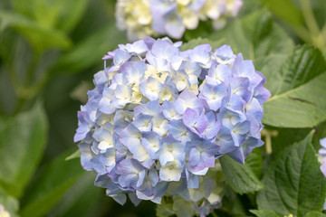blue hydrangea flower in the garden