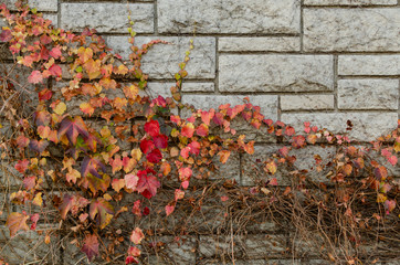 purple leaves on stones background