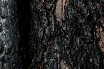 Texture of bark of a burned tree. Coal and carbon. I found this in a Galician forest by March.