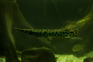  Florida gar (Lepisosteus platyrhincus) in aquarium.