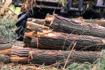 Fototapeta na wymiar Trees cut and stacked. Logging of trees in a Spanish forest.