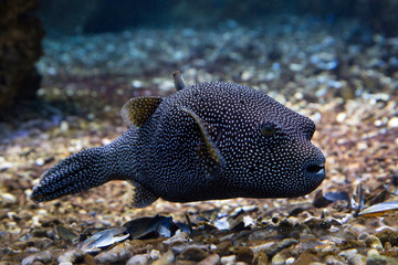 Guineafowl pufferfish, golden puffer  (Arothron meleagris).