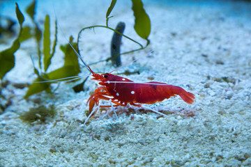  Fire shrimp, blood shrimp, scarlet cleaner shrimp (Lysmata debelius).