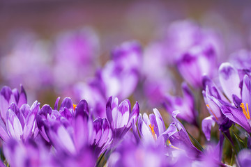 Spring crocus flowers