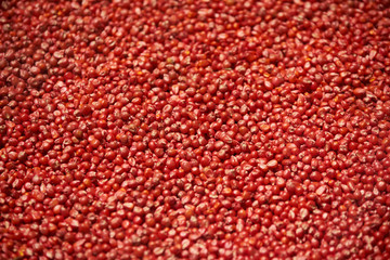 Dry red corn kernels texture background, close-up, top view