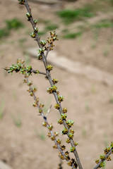 close up of tree branch of Sea buckthorns covered with swollen buds at the background of spring foliage