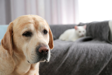 Obraz premium Adorable dog looking into camera and cat together at home, closeup with space for text. Friends forever