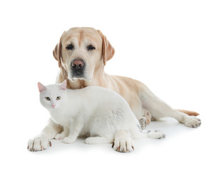 Adorable cat looking into camera and dog together on white background. Friends forever