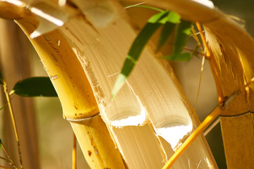 Tige de bambou fendue et arquée