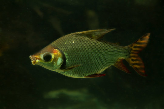 Kissing prochilodus,  flag-tailed prochilodus (Semaprochilodus insignis).