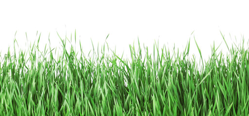 Beautiful vibrant green grass on white background