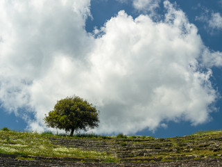 Lonely tree and sky at Dodoni