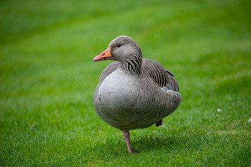 Greylag goose resting