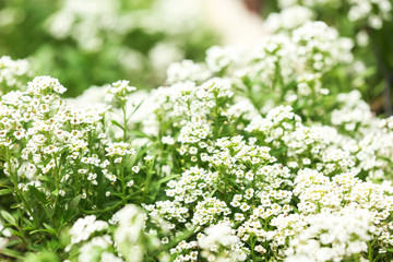 Beautiful spring flowers in garden on sunny day