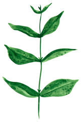Branch with green leaves, herb, hand drawn watercolor illustration isolated on white