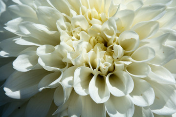 白いダリアの花のクローズアップ