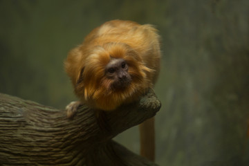 Obraz premium Tamaryna złocista, marmozeta złota (Leontopithecus rosalia).