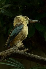 Laughing Kookaburra (Dacelo novaeguineae) in zoo.