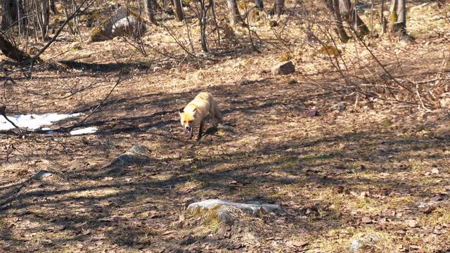 Wild red fox eating something on the small empty glade in forest in the beginning of the spring. Media. Animals and wildlife concept