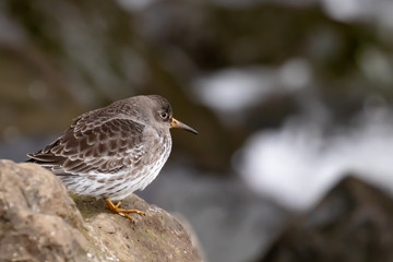 Purple Sandpiper waiting for the tide to retreat