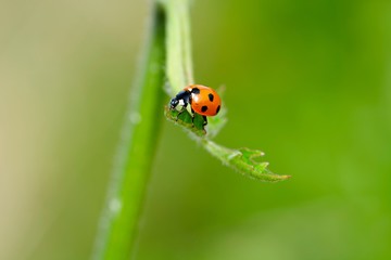 Fototapeta premium coccinelle