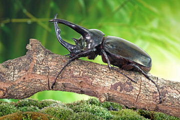 Atlas beetle (Scientific name : Chalcosoma atlas) , famous exotic pets, found in Southeast Asia. The species is named for Atlas, the giant of Greek mythology who supported the skies.