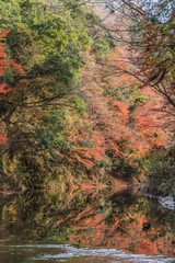 秋の養老渓谷の中瀬遊歩道の風景