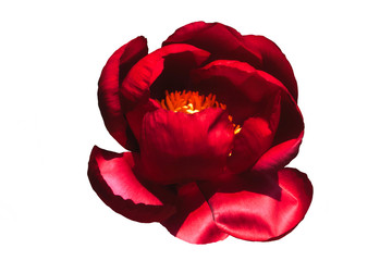 The peony flower is a dark red color with a yellow fluffy core. 