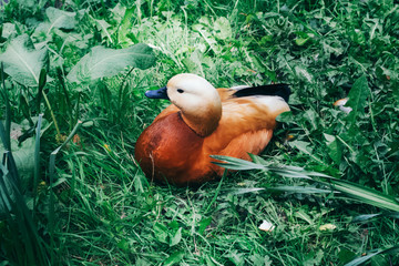 Tadorna ferruginea. Red duck Ogar lies on the grass in a clearing with its head turned in profile. - obrazy, fototapety, plakaty