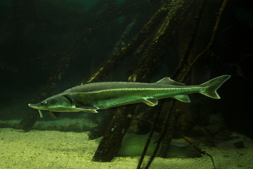 Sterlet (Acipenser ruthenus) in aquarium.