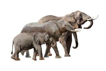 Elephant Family Together Isolated on White