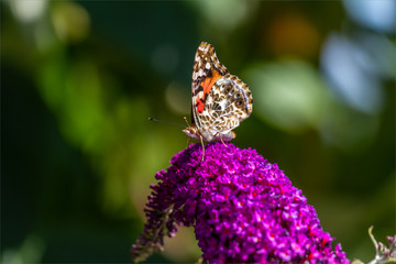 Painted Lady Butterfly on a Butterfly Bush