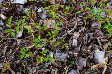 Astilbe chinensis with young green leaves among the dry fallen