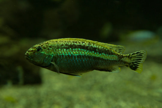 Auratus cichlid, golden mbuna, Malawi golden cichlid (Melanochromis auratus).
