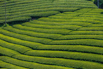 Landscape of green tea garden ,Shikoku,Japan
