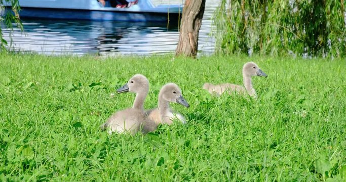 Cygnets in grass become alert when hydrocycle passes by. 4K DCI, 200 Mbps, minor color grading.