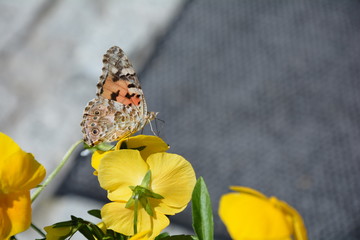 motyl © Danuta